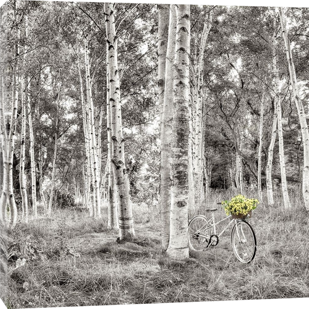 Alan Blaustein - Sunflower Bicycle Ride