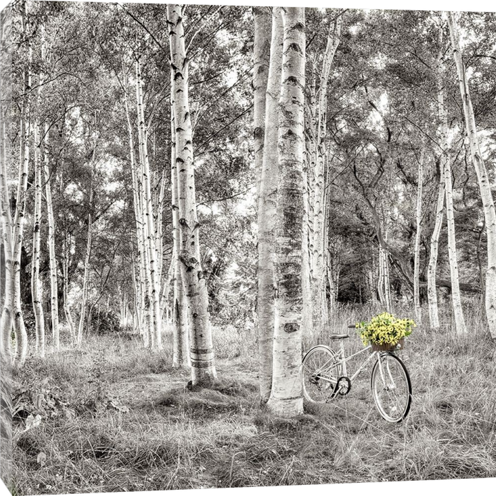 Alan Blaustein - Sunflower Bicycle Ride