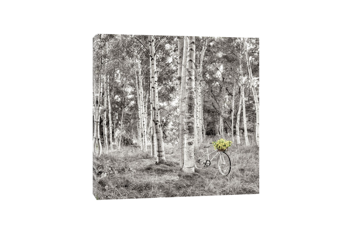 Alan Blaustein - Sunflower Bicycle Ride