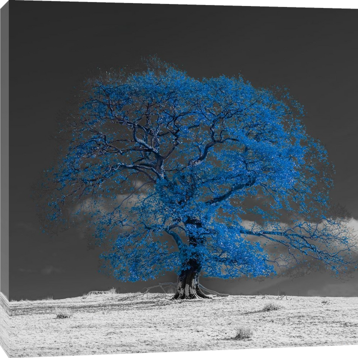 Assaf Frank - Arbre sur une colline bleue