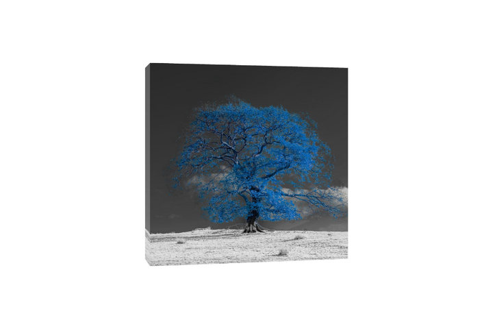 Assaf Frank - Arbre sur une colline bleue