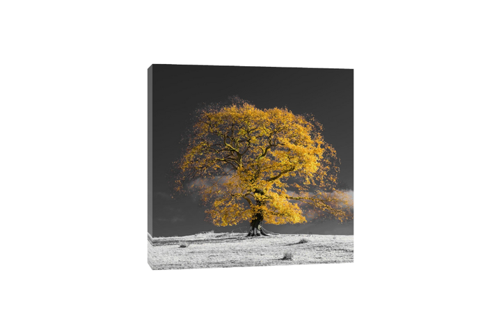 Assaf Frank - Tree on a hill-yellow-gold