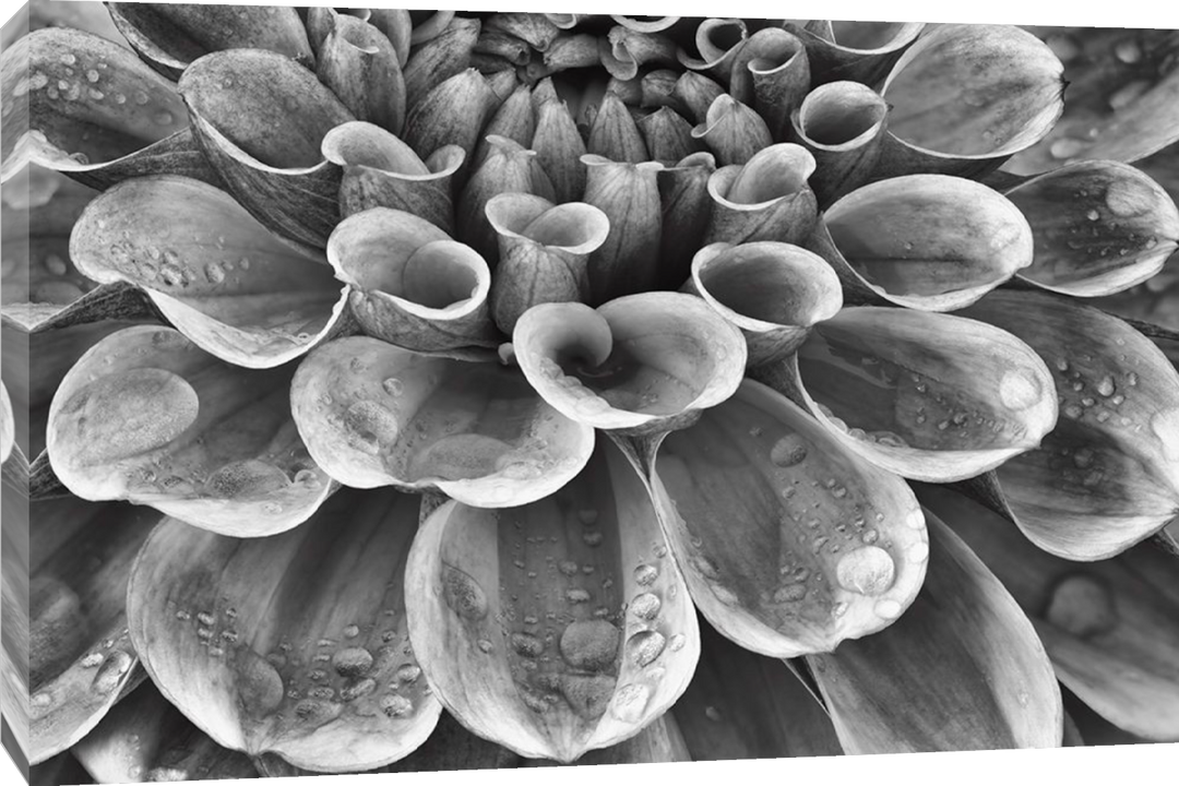 Dennis Frates - Silver Dahlia