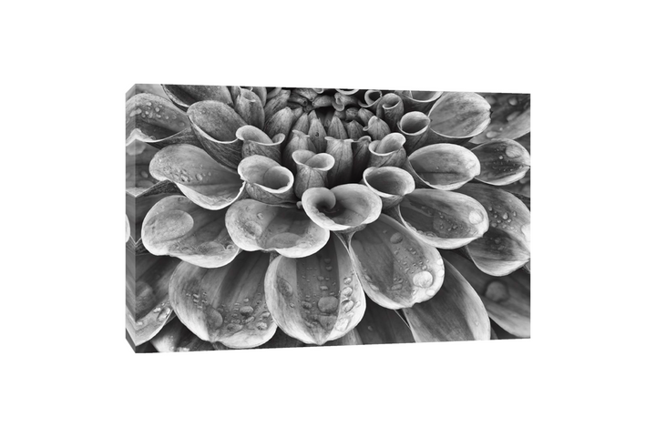 Dennis Frates - Silver Dahlia