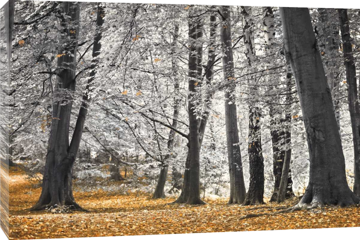 Assaf Frank - Arbres et feuilles d'automne