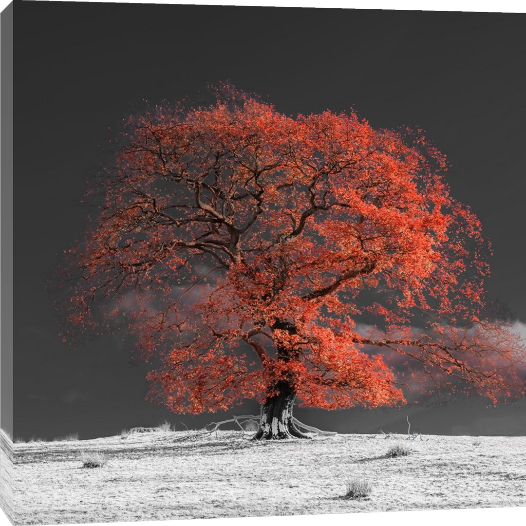 Assaf Frank - Arbre sur une colline-oranger