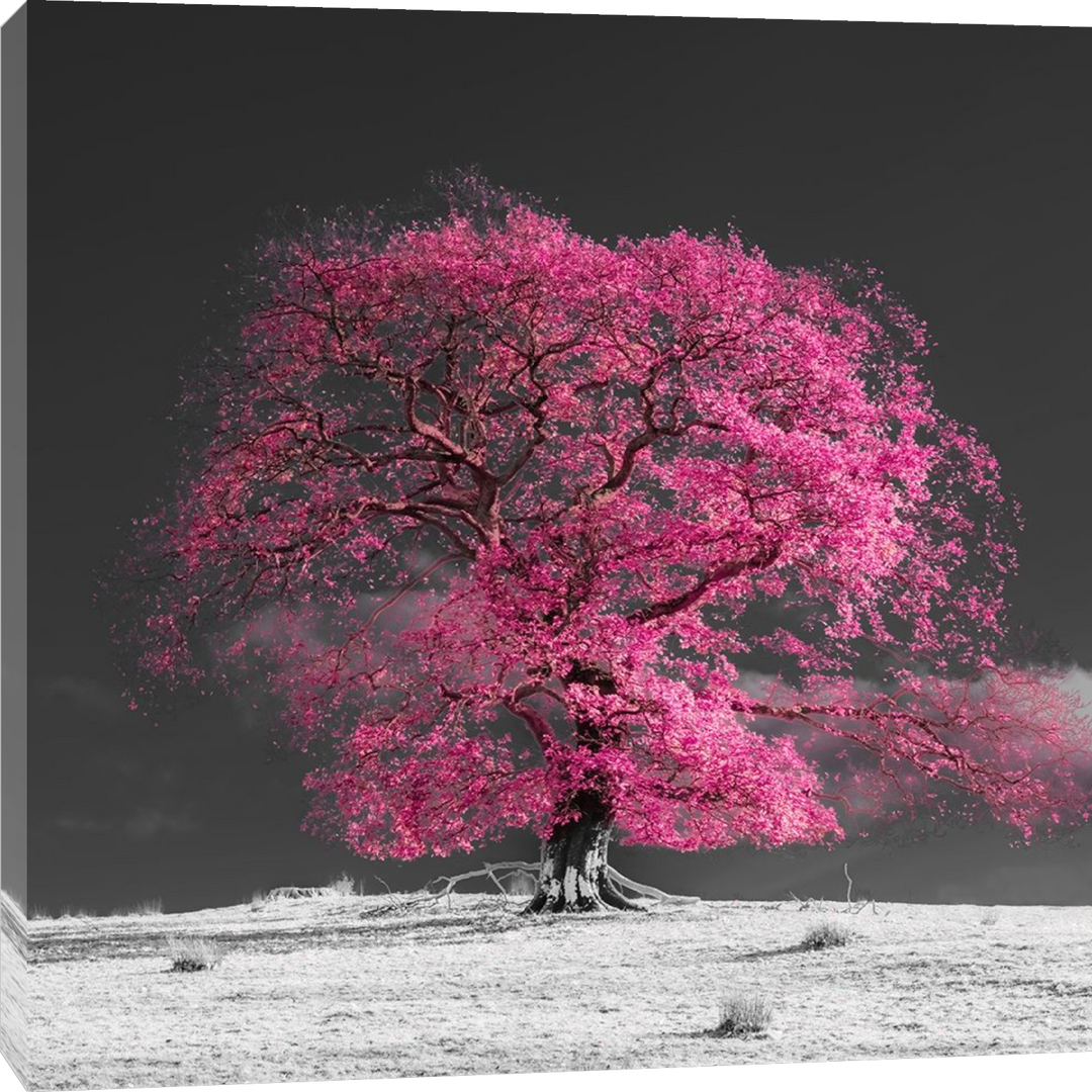 Assaf Frank - Arbre sur une colline-rose