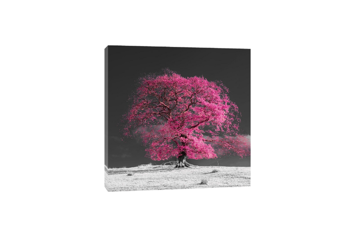 Assaf Frank - Arbre sur une colline-rose