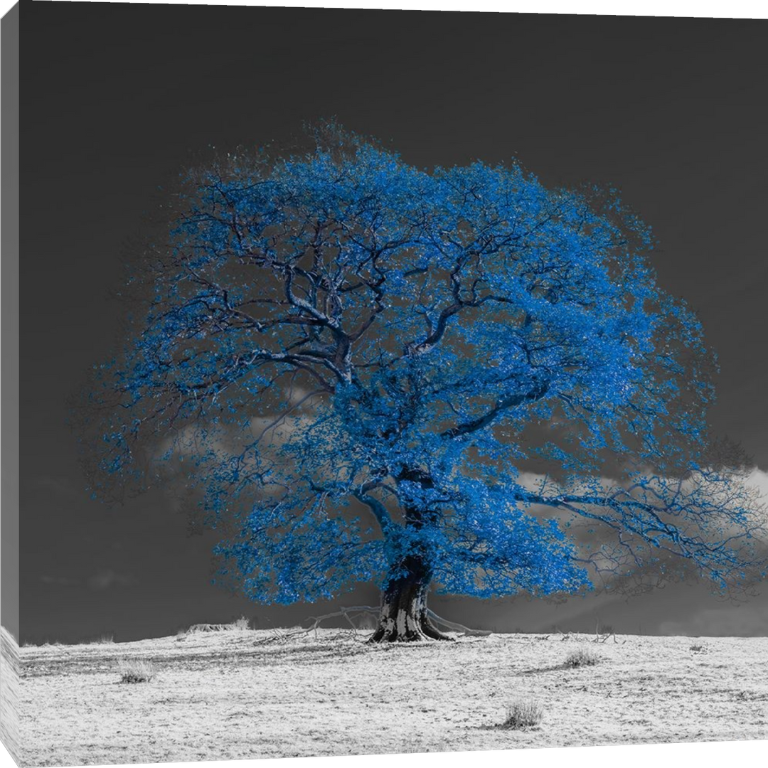 Assaf Frank - Arbre sur une colline bleue