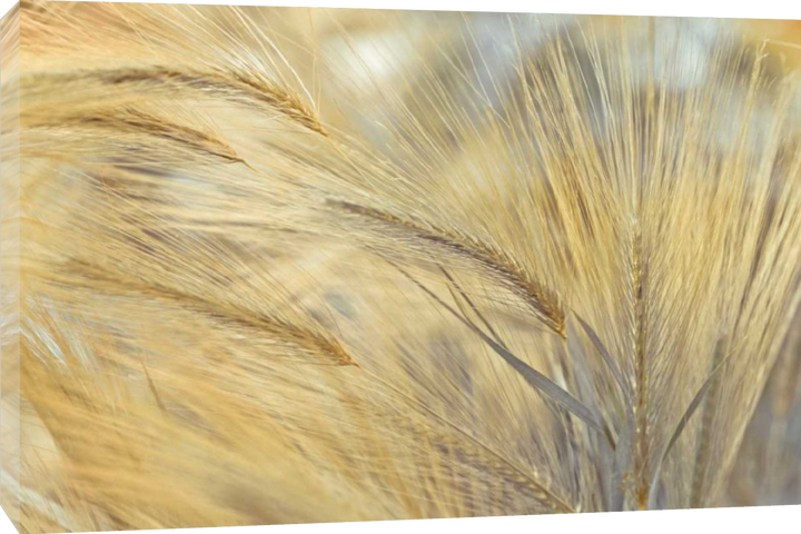 Assaf Frank - Foxtail