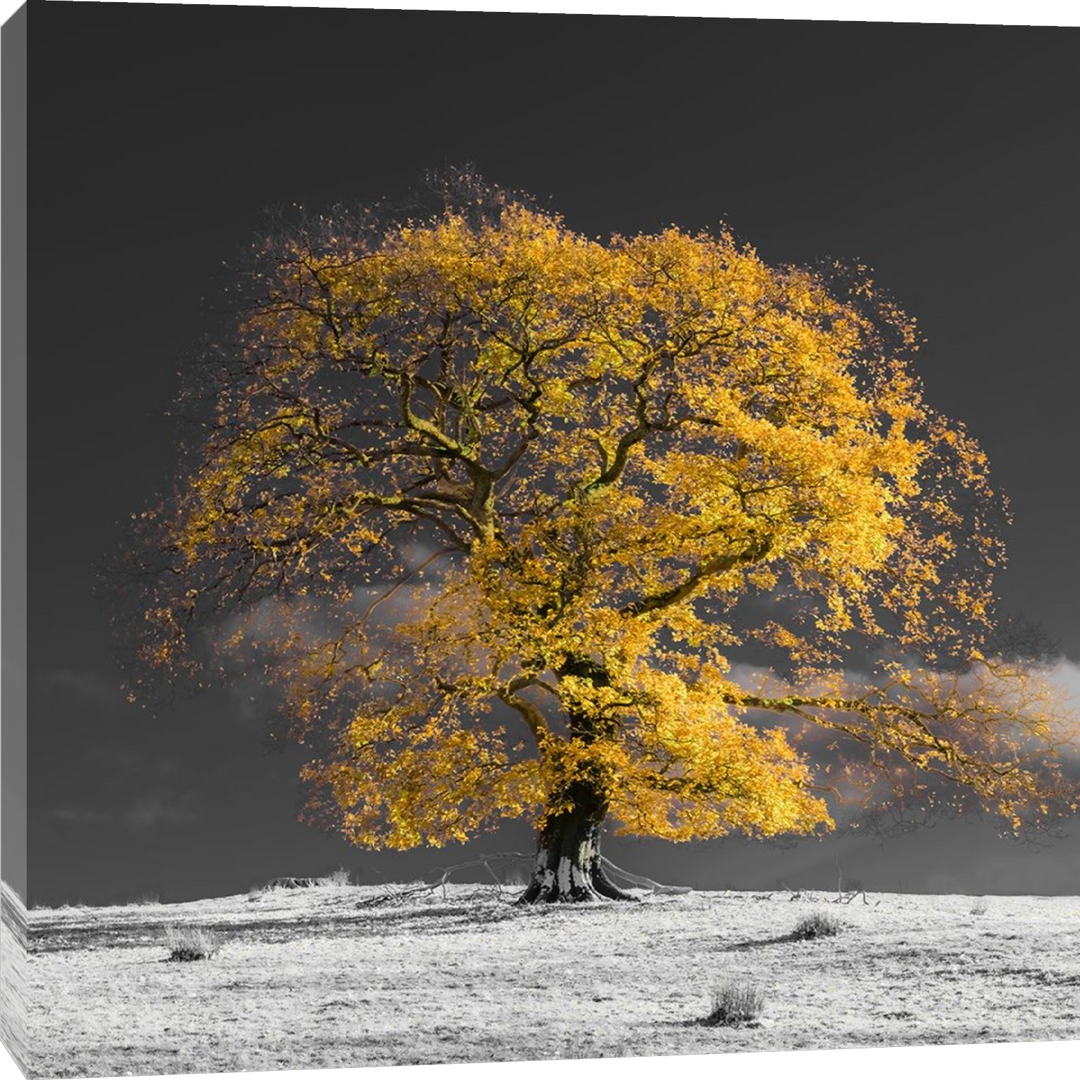 Assaf Frank - Tree on a hill-yellow-gold