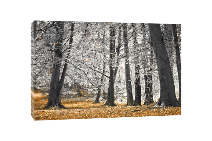Assaf Frank - Arbres et feuilles d'automne