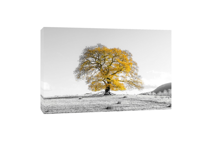 Assaf Frank - Arbre sur une colline