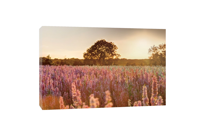 Assaf Frank - Delphinium Sunset