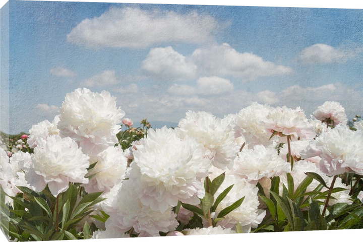 Georgianna Lane - Peonie Sunshine I