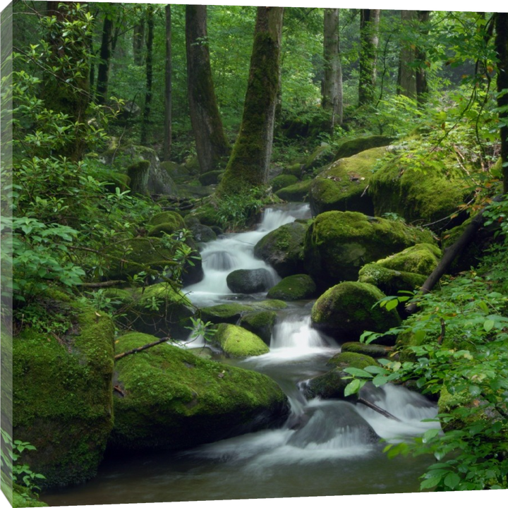 Renée Pehr - Forest River III