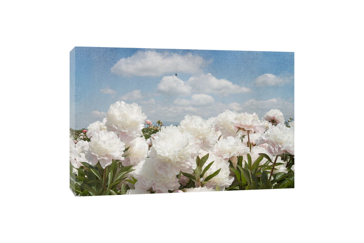 Georgianna Lane - Peonie Sunshine I