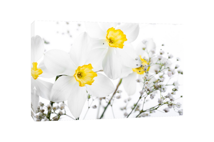 Bouquet de narcisse blanc et jaune